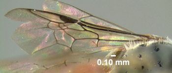 Media type: image;   Entomology 610763 Aspect: front wing